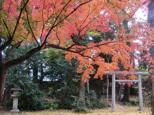 1499-１１.12.6上御霊神社　神明神社鳥居と紅葉　横.JPG